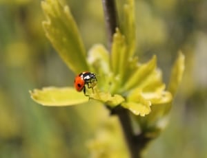 spotted red ladybug thumbnail