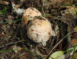 2 brown fungi thumbnail