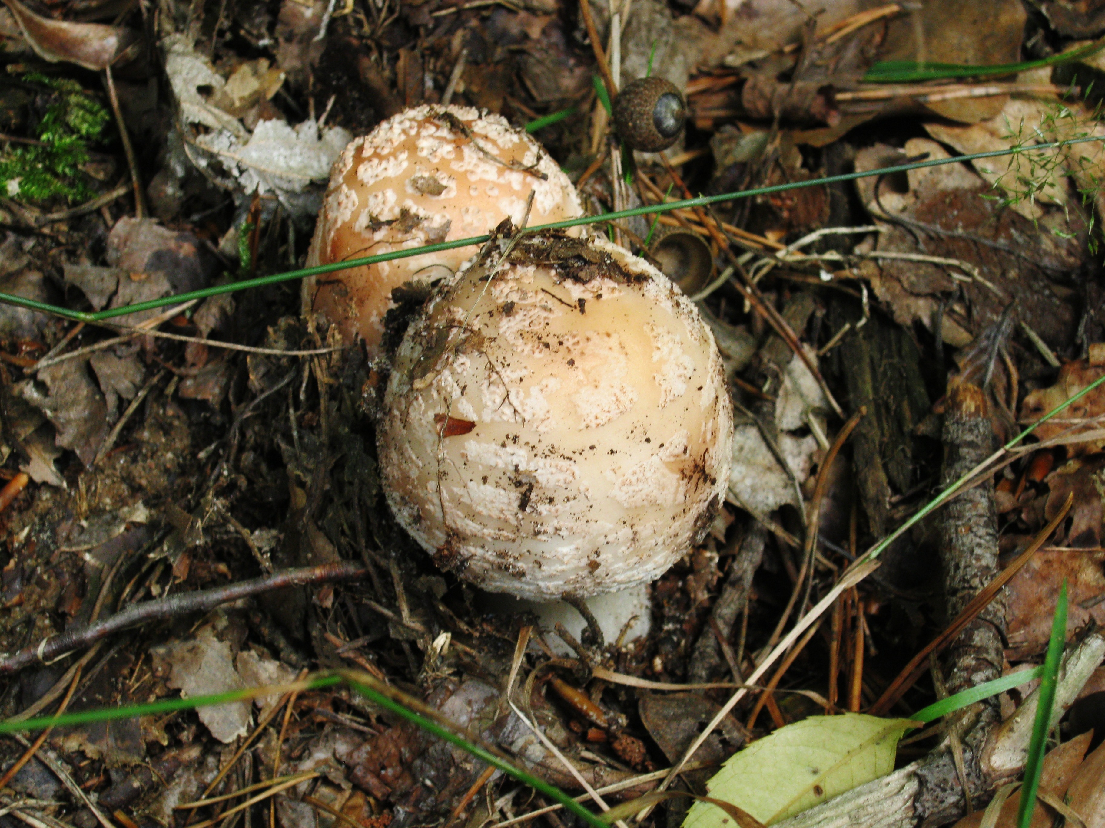 2 brown fungi