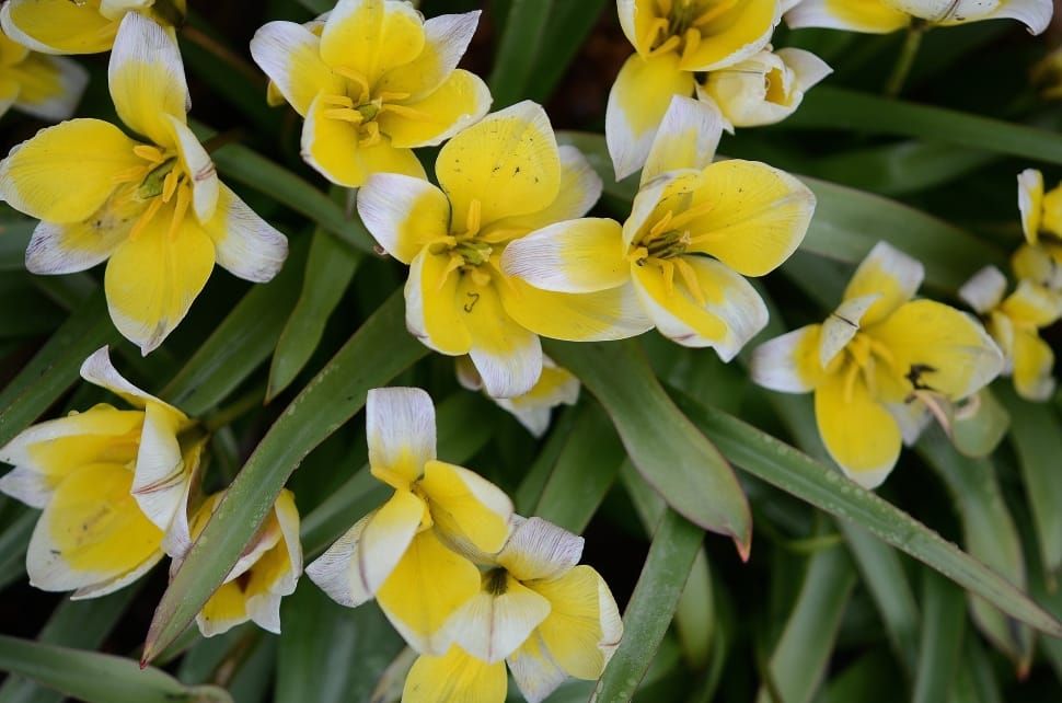 yellow-and-white petaled flower preview