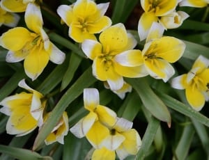 yellow-and-white petaled flower thumbnail