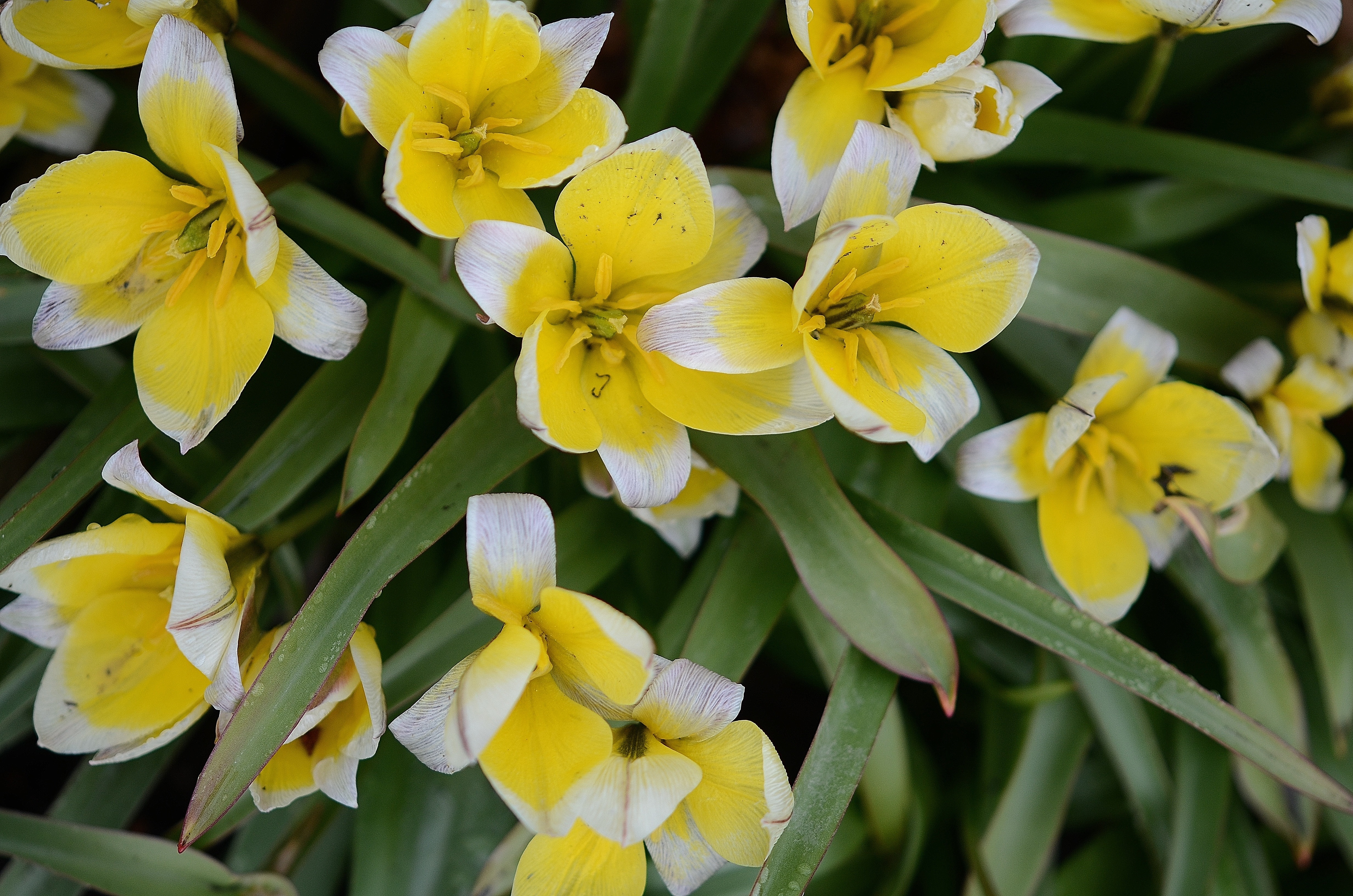 yellow-and-white petaled flower