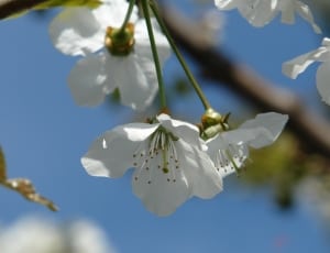 selective focus photography of  white petaled flowers during day time thumbnail