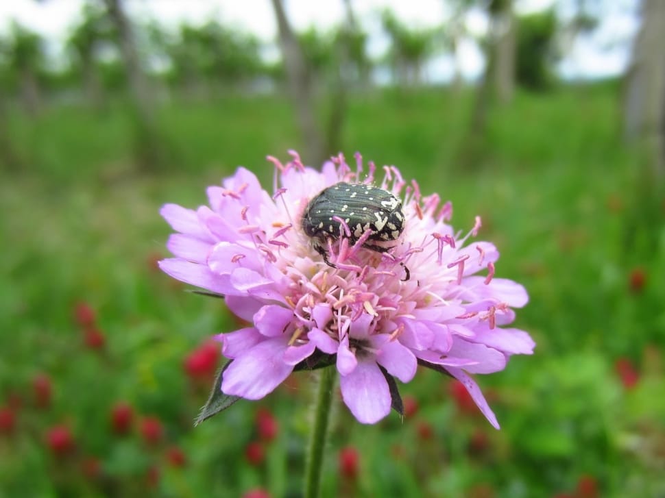 pink scabiosa preview