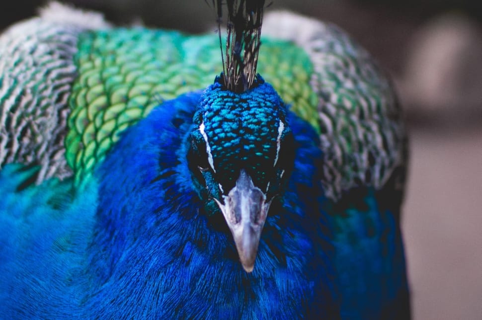 blue and green peacock close up photograph preview