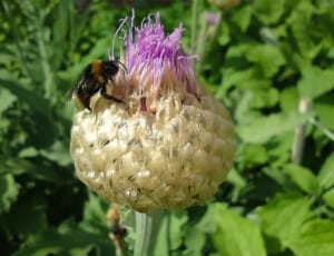 black and brown bee thumbnail