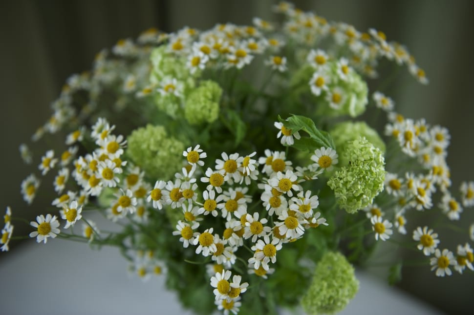 Flowers, Green, White, Bouquet, flower, nature preview