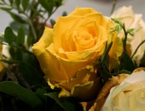 2 yellow and white roses thumbnail