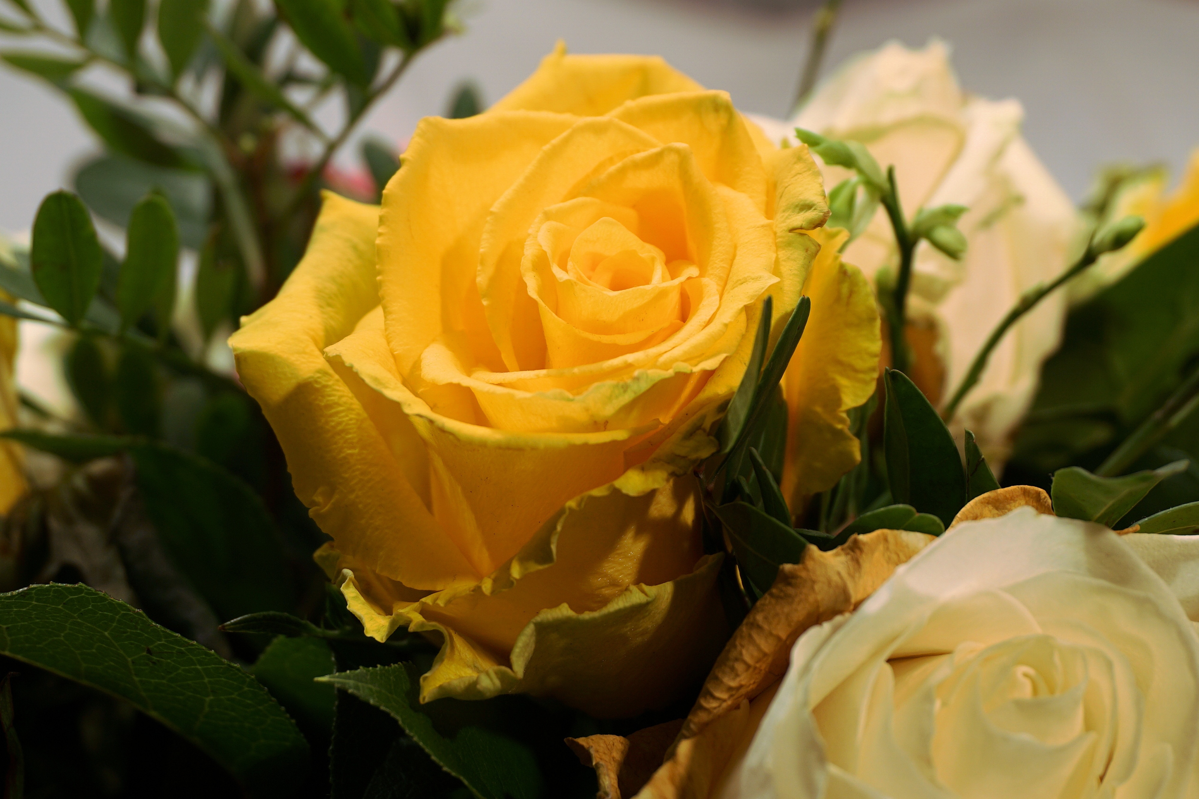 2 yellow and white roses