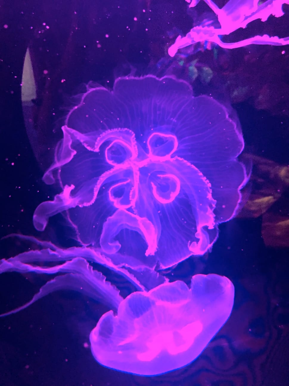 2 purple jellyfishes preview