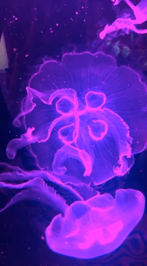 2 purple jellyfishes thumbnail