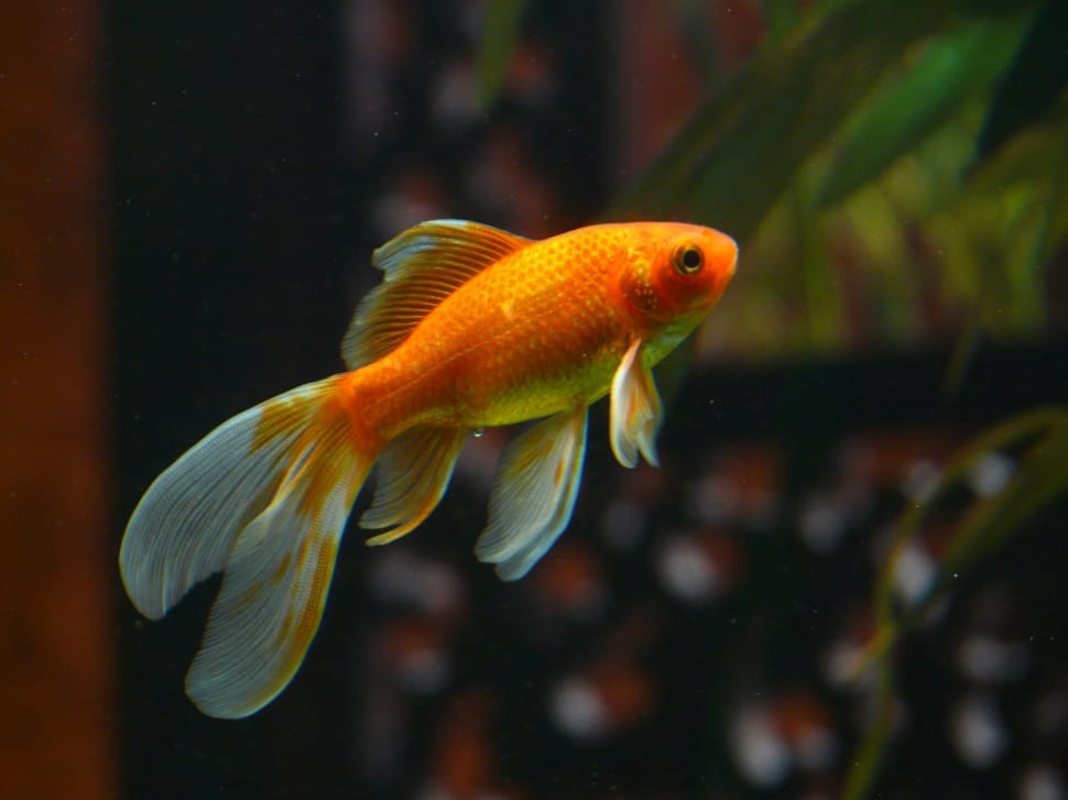 orange goldfish preview