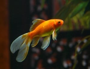 orange goldfish thumbnail
