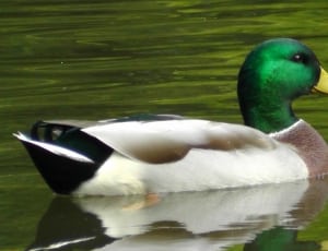 white green and brown mallard duck thumbnail