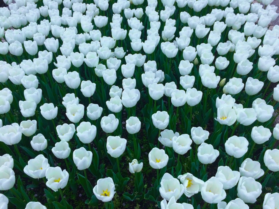 white tulips preview