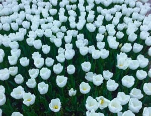 white tulips thumbnail