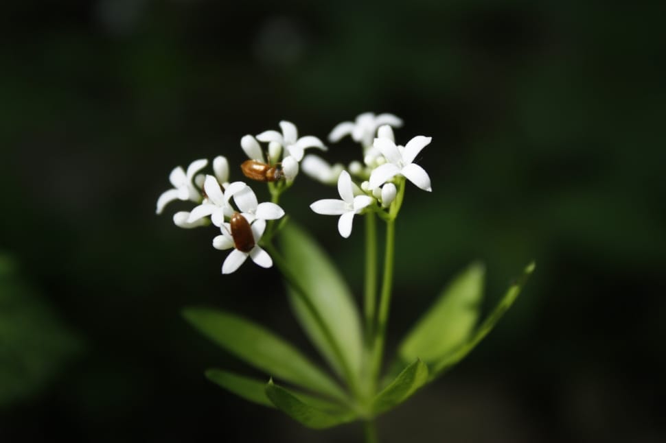 green leafed white petaled flower preview