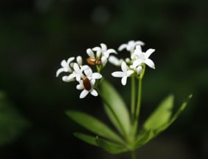 green leafed white petaled flower thumbnail