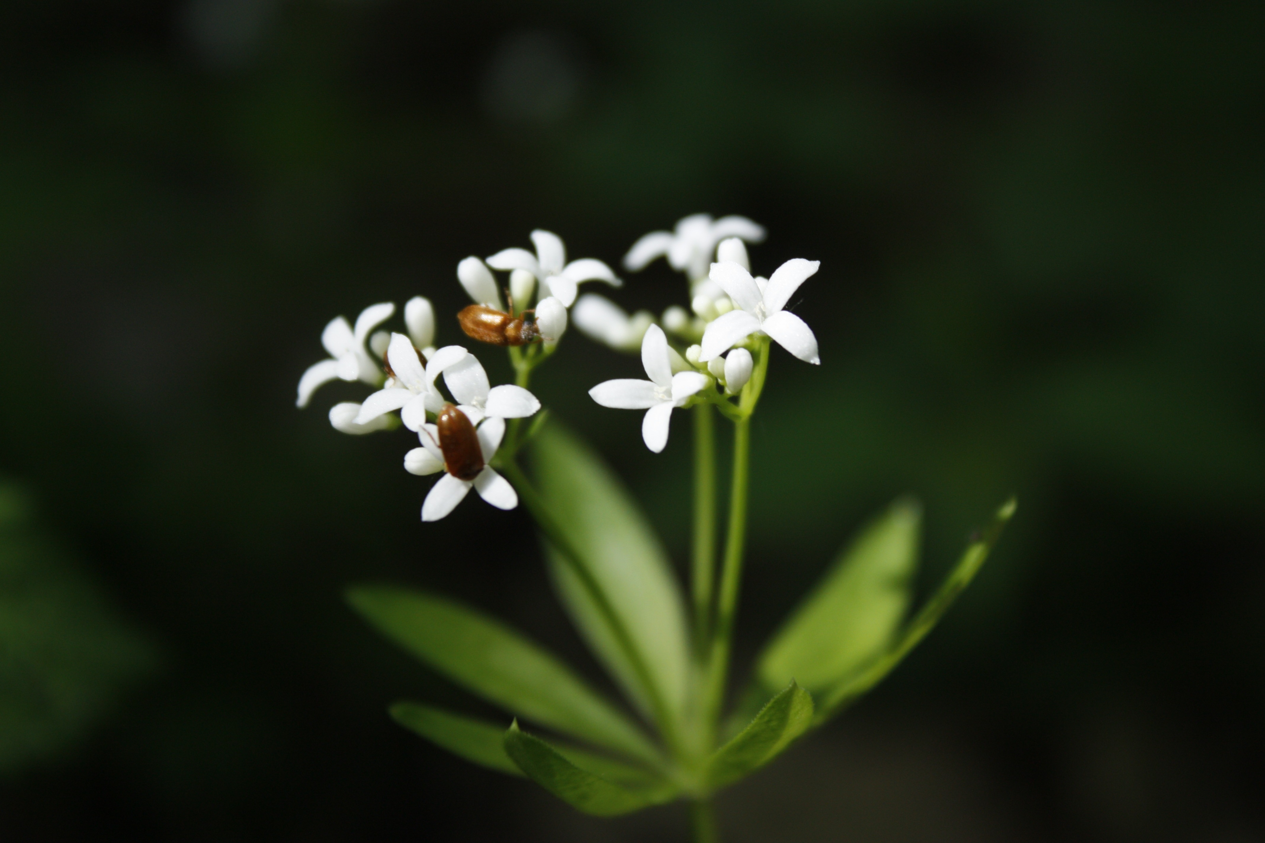 green leafed white petaled flower
