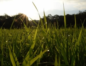 green grass field thumbnail