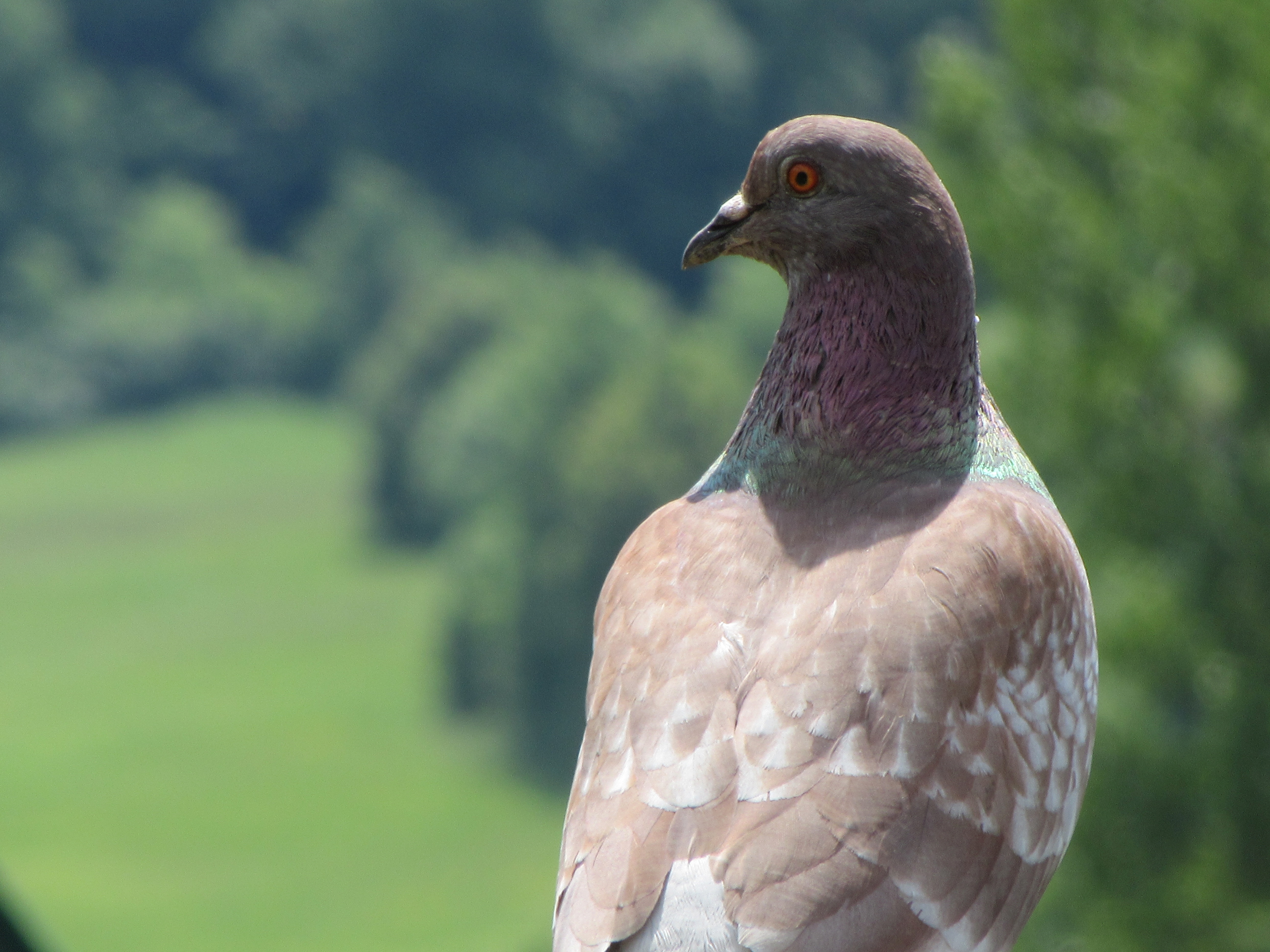 brown and white pigeon