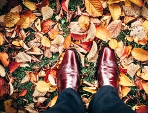 person wearing brown oxford wingtip leather dress shoes standing on withered leaves at daytime thumbnail
