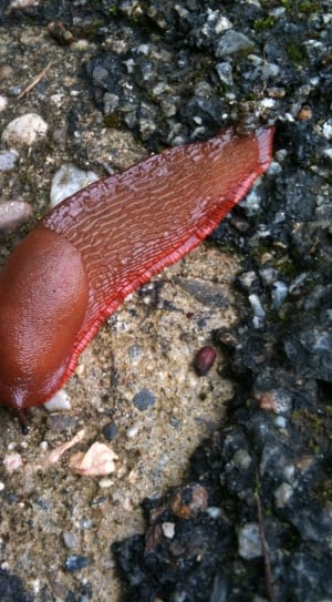 red and brown snail thumbnail