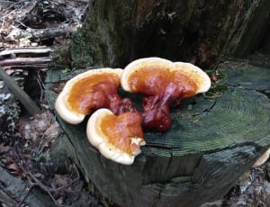 brown wild mushrooms thumbnail