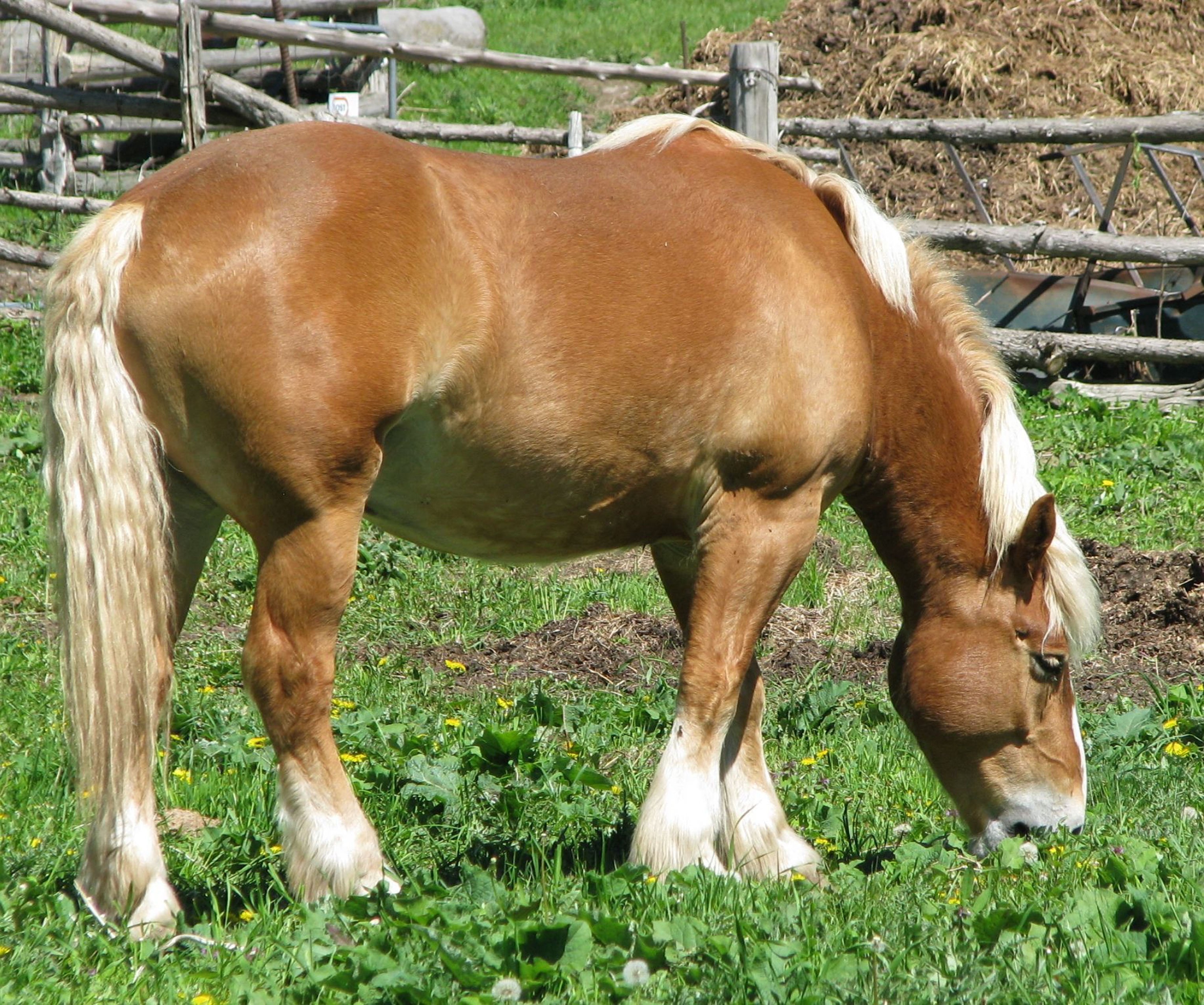 brown and white horse