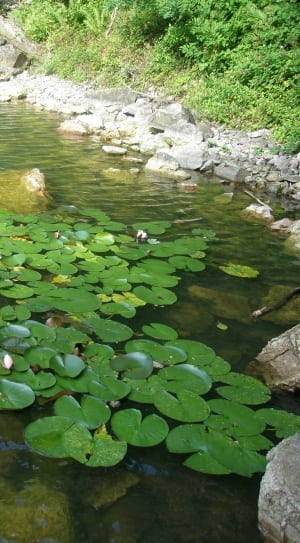 green leaves water lilies thumbnail
