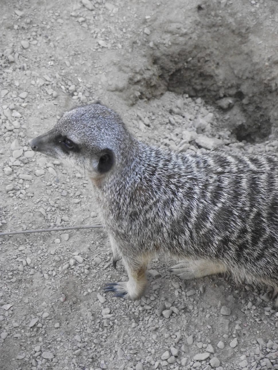 gray meerkat preview