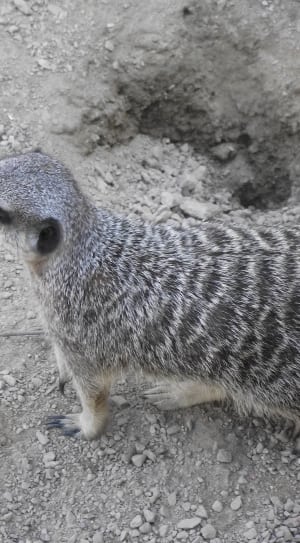 gray meerkat thumbnail