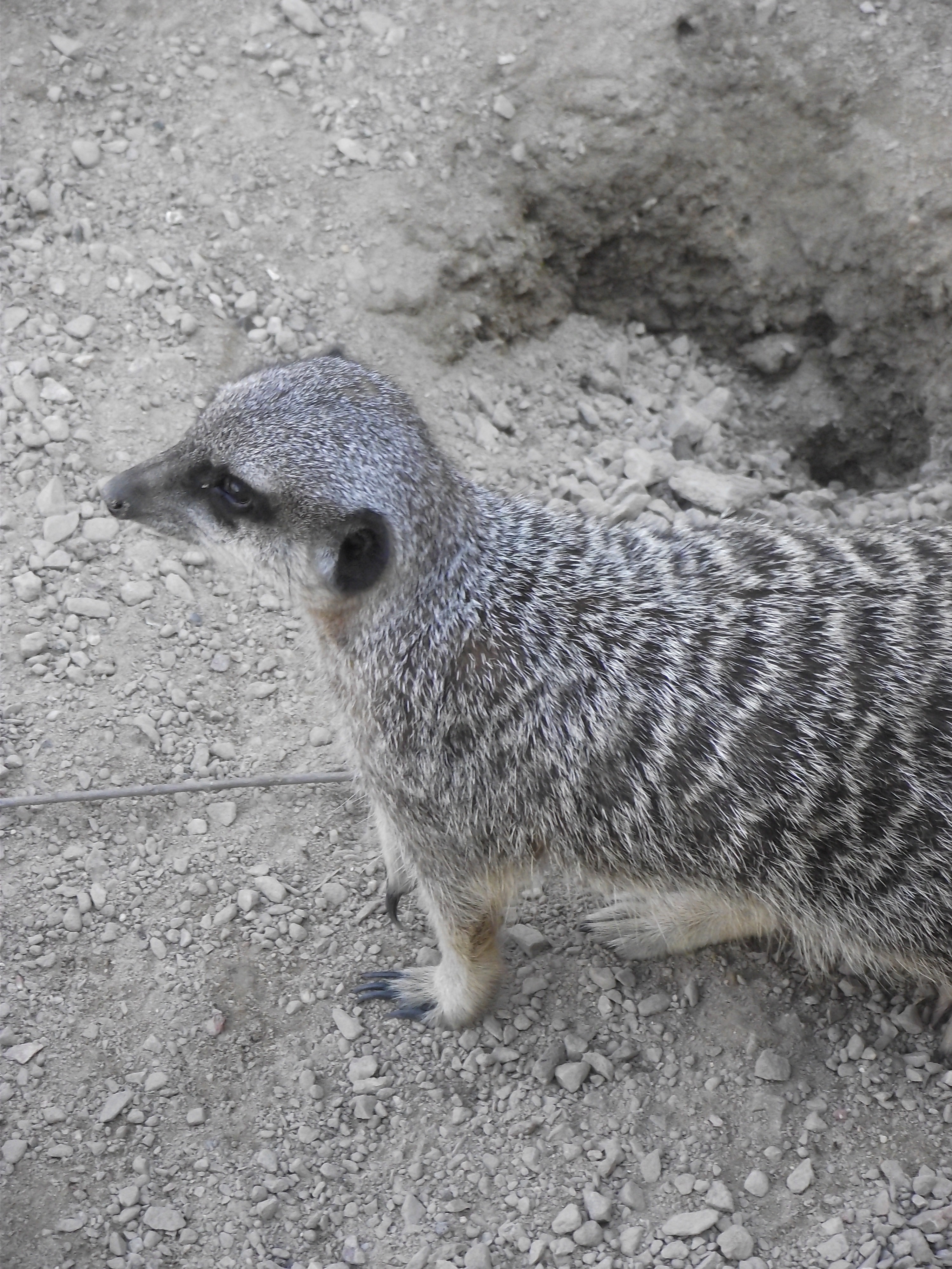 gray meerkat