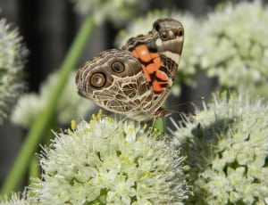 gray white and orange butterfly thumbnail