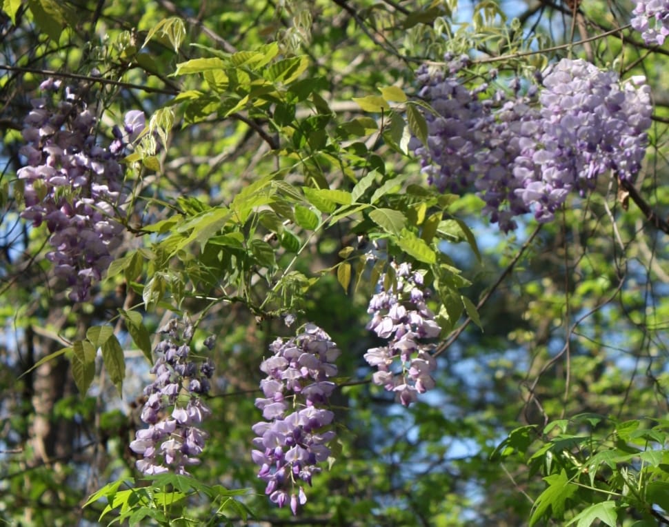 purple flower bearing tree preview
