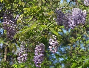 purple flower bearing tree thumbnail