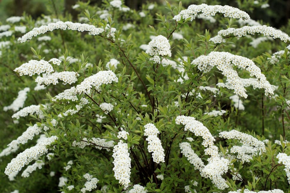 white yarrow preview