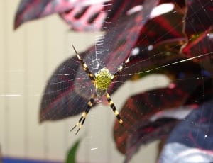 black and yellow 4-legged spider on web thumbnail