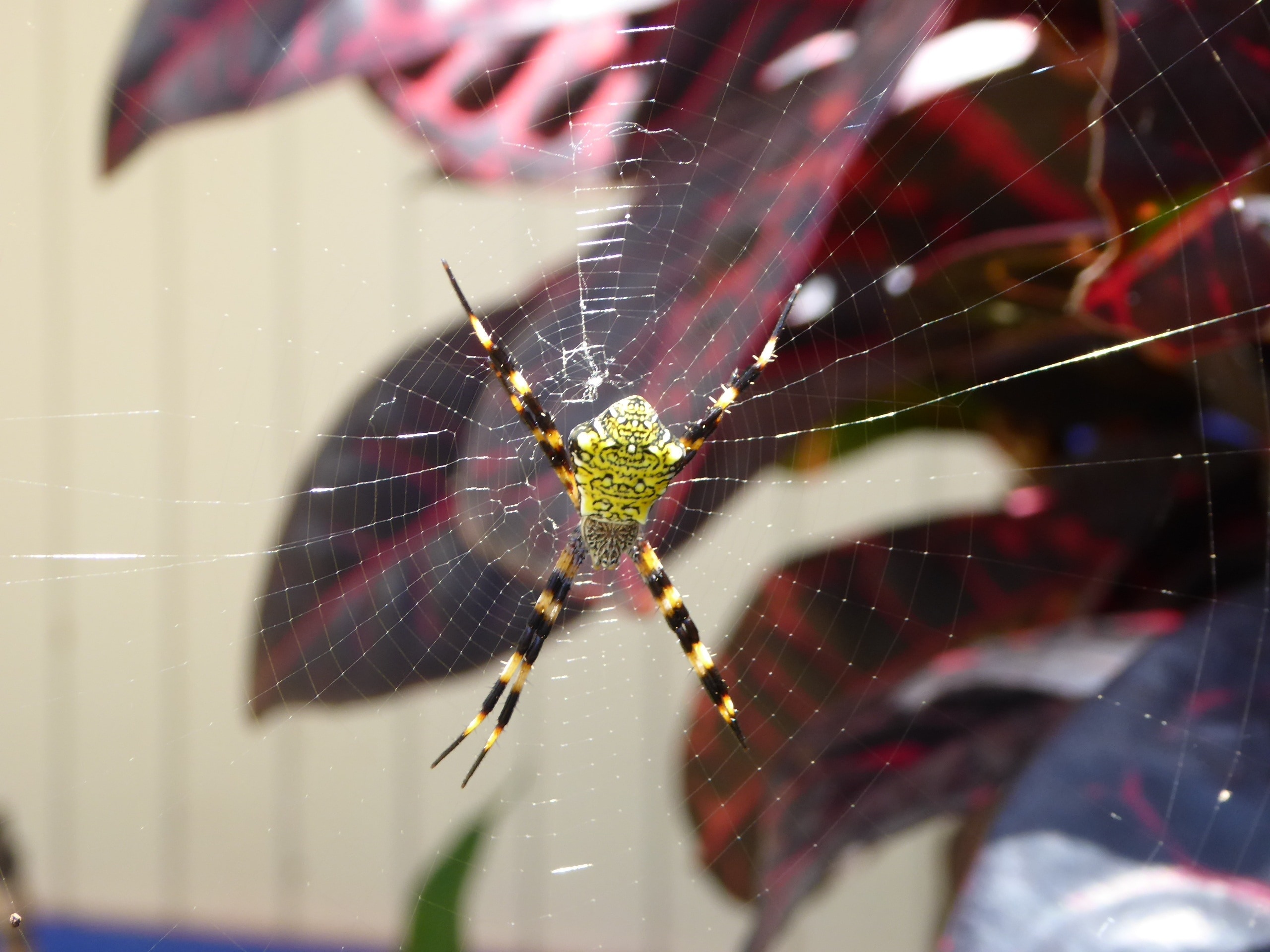 black and yellow 4-legged spider on web