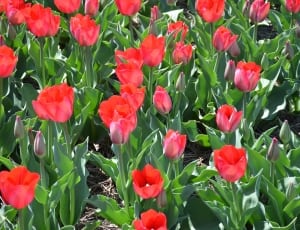 red tulip flowers thumbnail