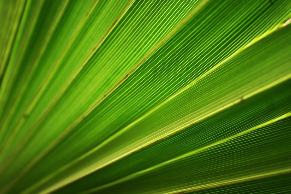 green palm leaf preview