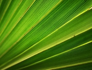 green palm leaf thumbnail