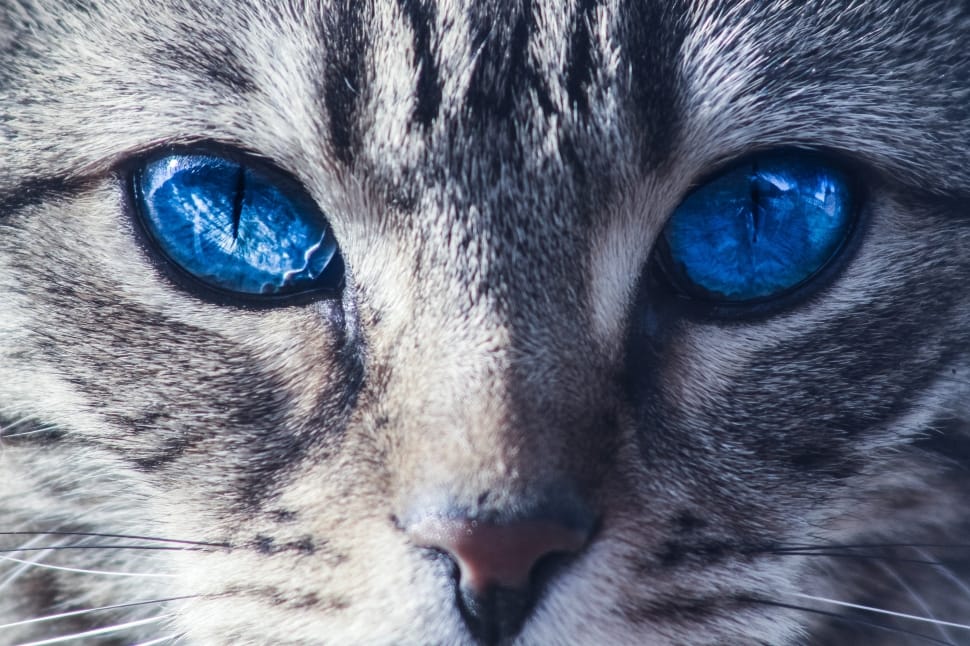 blue eyes cat preview