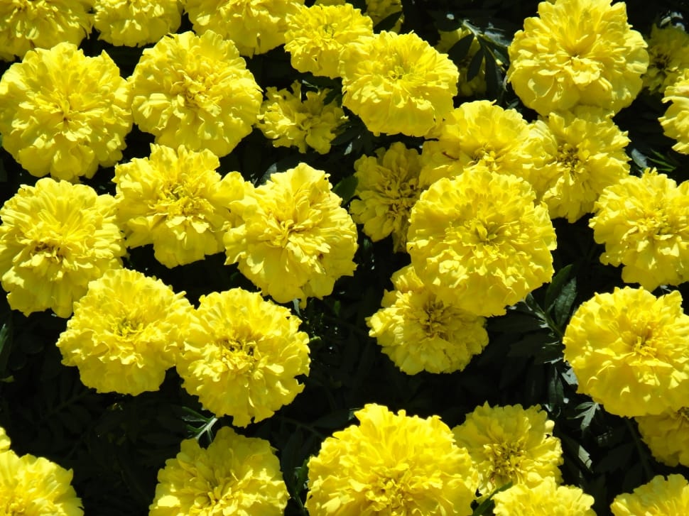 yellow ball marigolds preview
