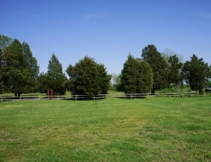 green grass field and array of trees thumbnail