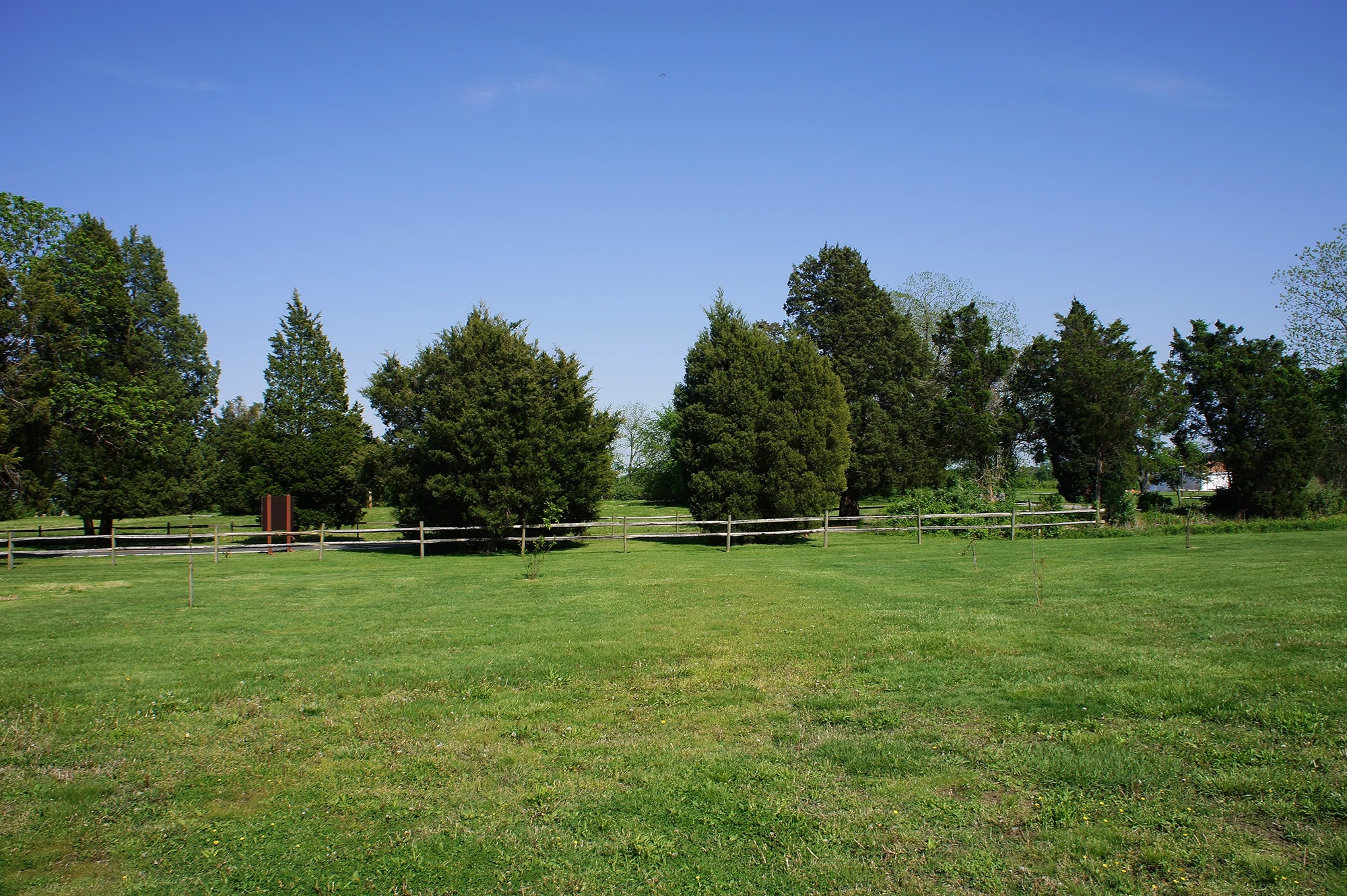 green grass field and array of trees