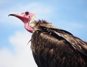 brown vulture thumbnail