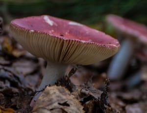 focus photography of pink and yellow mushroom thumbnail