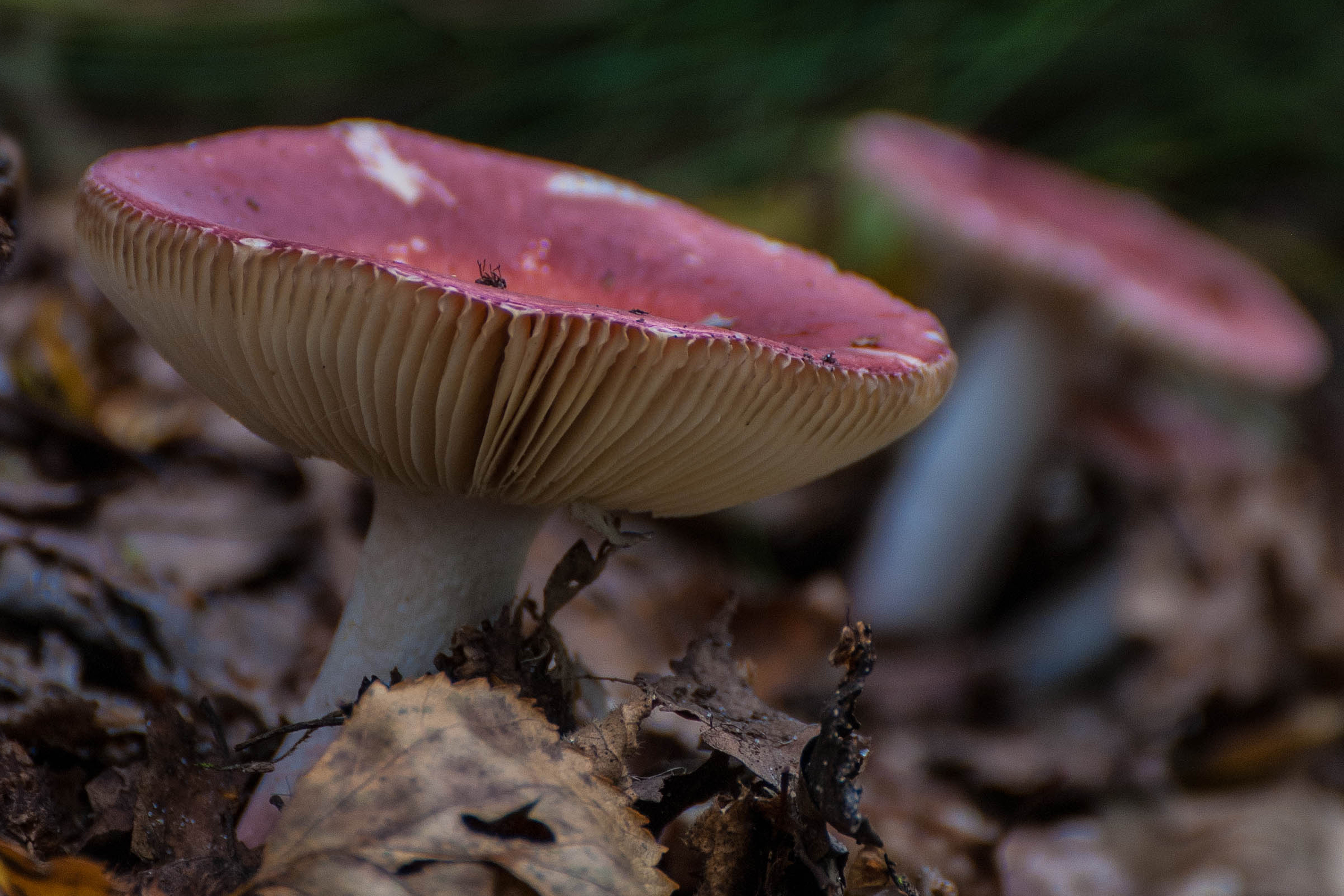 focus photography of pink and yellow mushroom