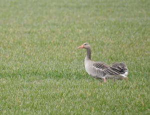 grey and white duck thumbnail